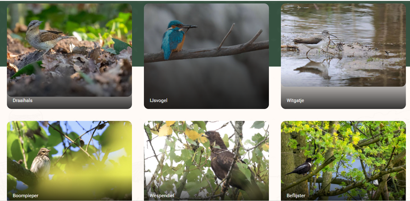 Bird Garden screenshot 1